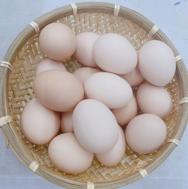 法國品種伊莎金鑽粉紅蛋(10入/180入)
