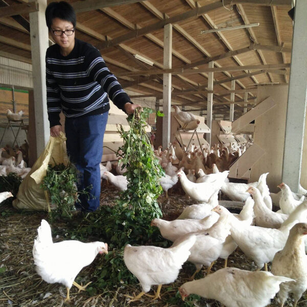 法國品種伊莎金鑽粉紅蛋(10入/180入)：圖片 8