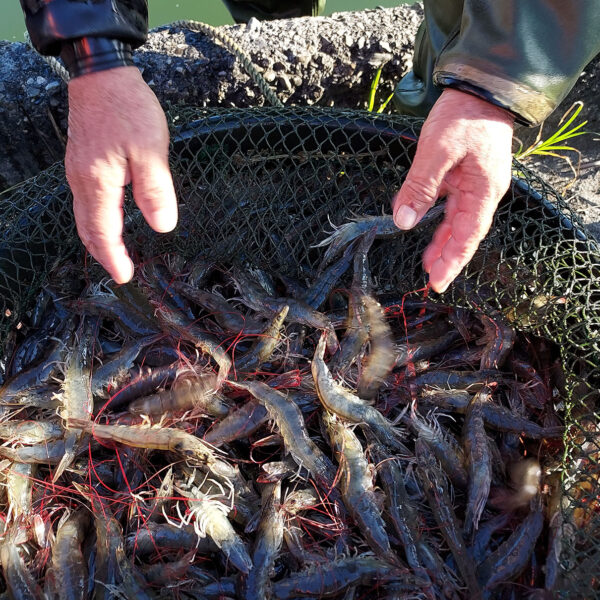 頂級水產_福爾摩沙島嶼樸食工作室