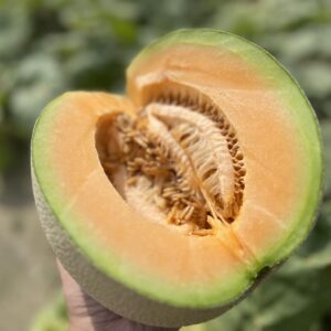 ＜售完＞【季節限定】頂級七股香哈密瓜