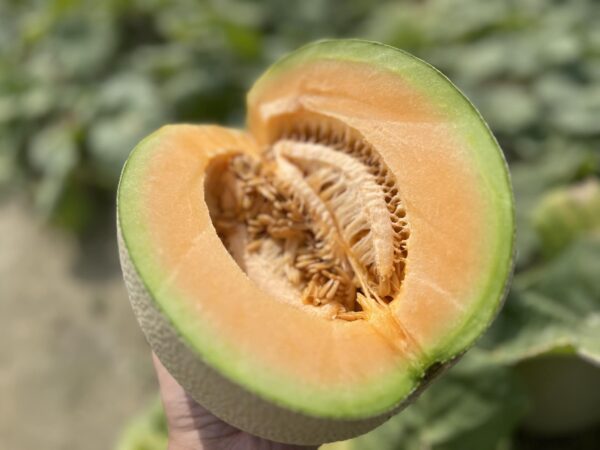 ＜售完＞【季節限定】頂級七股香哈密瓜