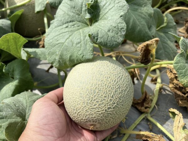＜售完＞【季節限定】頂級七股香哈密瓜：圖片 2